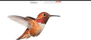 AudubonHummingbirdSite1